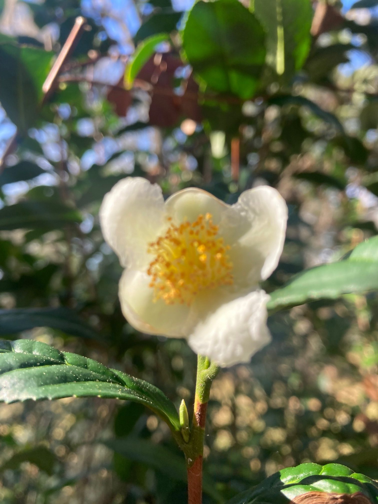 White tea flower with yellow stamens among glossy green leaves